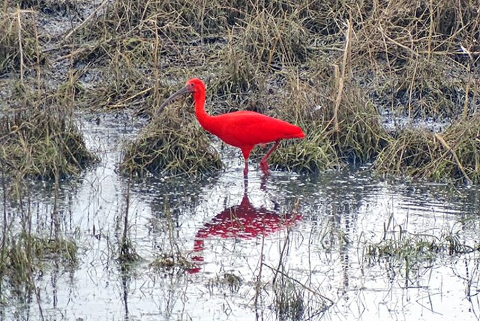 Spotters Zien Exotische Oranjerode Ibis In Blauwe Kamer Beter Kunnen Bekijken Dan Jaren Terug In Venezuela De Vallei Gelderlander Nl