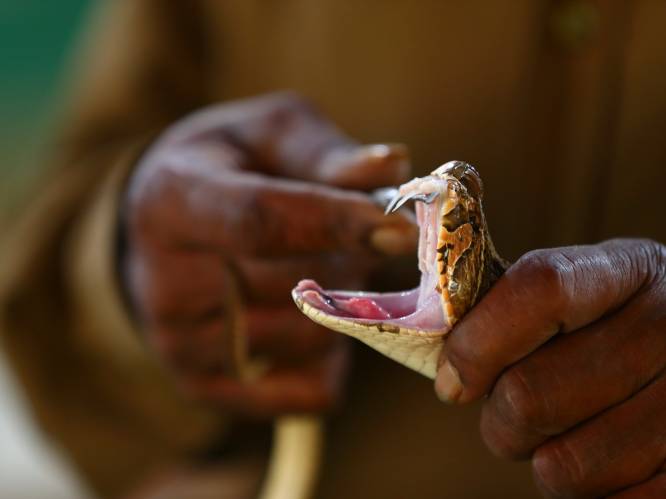 WHO wil tegen 2030 helft minder slachtoffers door slangenbeten
