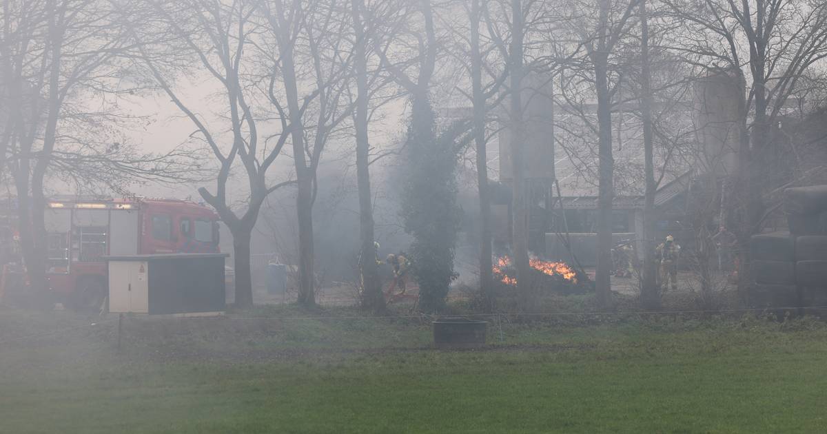 Koeien komen met de schrik vrij na felle brand in hun stal in Marle