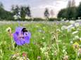 Borne wil meer bloemen, planten en insecten in haar openbaar groente. Op zes plekken worden daarom proeven genomen met een andere manier van maaien.