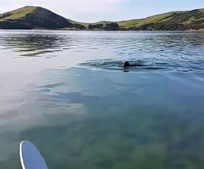 Een spelende zeehond op een beeld dat vanaf het stickje afkomstig is.