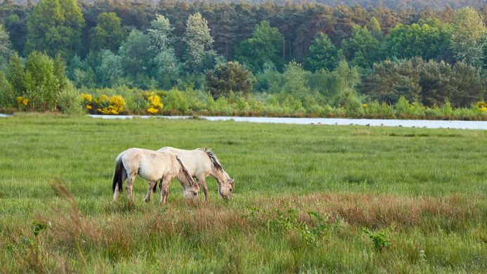 Het Nationaal Park Hoge Kempen is op toeristisch vlak een sterke motor in Limburg.