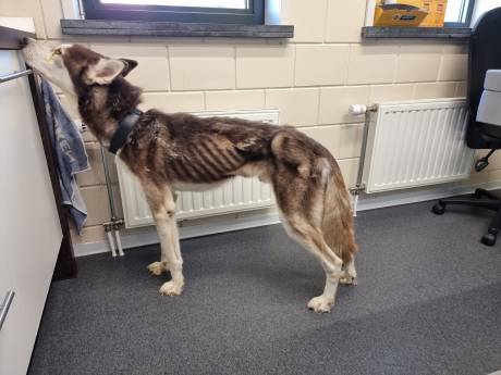 Ernstig verwaarloosde, uitgedroogde husky in beslag genomen in Zeeuws-Vlaanderen