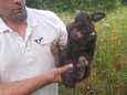 Gezin met vier kinderen dumpt verwaarloosd konijn in bos: "We geven het terug aan de natuur"