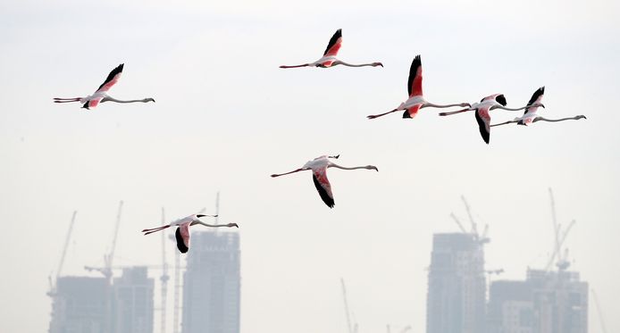 Flamingo's passeren de skyline van Dubai. Foto Karim Sahib