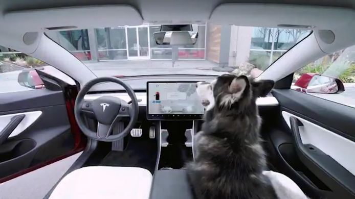 De hond kan veilig achterblijven in de Tesla Model 3