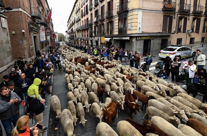 Herders en 2.000 schapen trekken door straten van Madrid