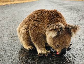 Koala drinkt regen van asfalt en wil niet wijken voor auto’s: “Hij had gewoon zo’n dorst”