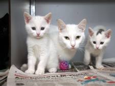 Topdrukte bij Stichting Zwerfkatten in coronatijd: ‘Meer tamme katten die rondzwerven’