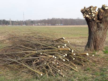 Raad van State veegt bezwaren tegen zonnepark Achterste Groes Heesch van tafel