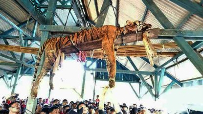 Gespietst en opgehangen: dorpelingen maken bedreigde Sumatraanse tijger af