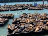 Enorme groei populatie zeeleeuwen op pier in San Francisco
