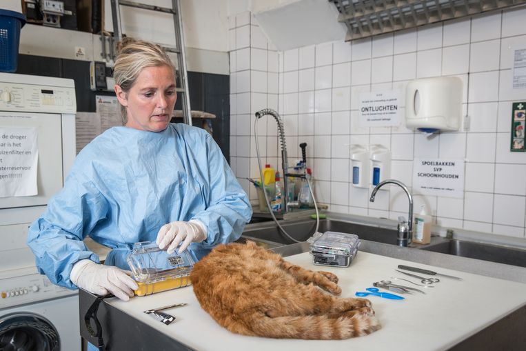 Monique Verkerk is forensisch dierenarts. Het kattenlijk op de foto heeft niets met de zaak te maken. Beeld Dingena Mol