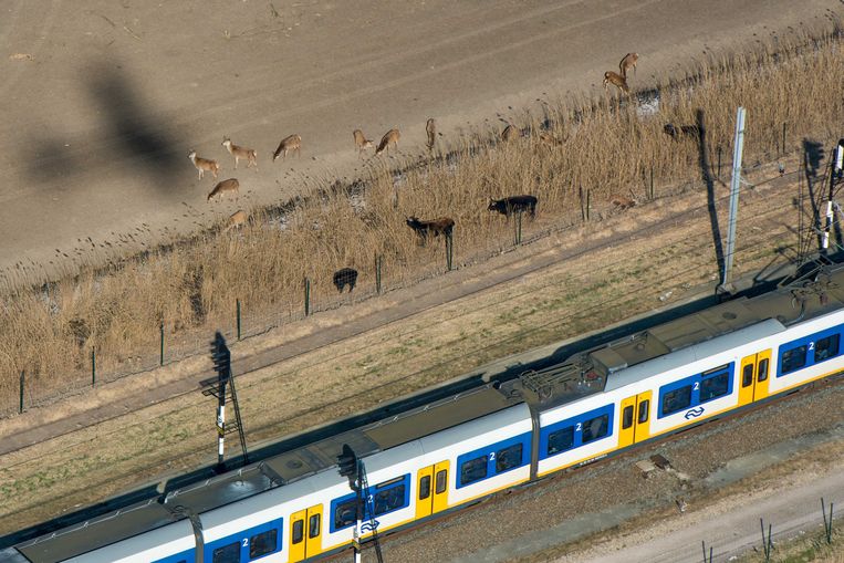 Dieren in de Oostvaardersplassen naast de spoorlijn die langs het natuurgebied loopt. Beeld ANP