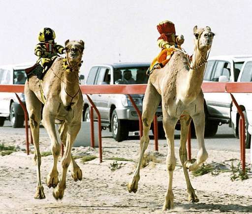 kruising wat betreft inflatie 1,2 miljoen euro voor een kameel | Bizar | hln.be