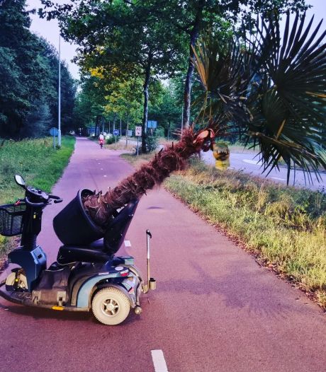 Man steelt palmboom in Best, op heterdaad betrapt bij vlucht met scootmobiel