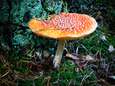 Herken jij de giftige paddenstoel? Speel de quiz!