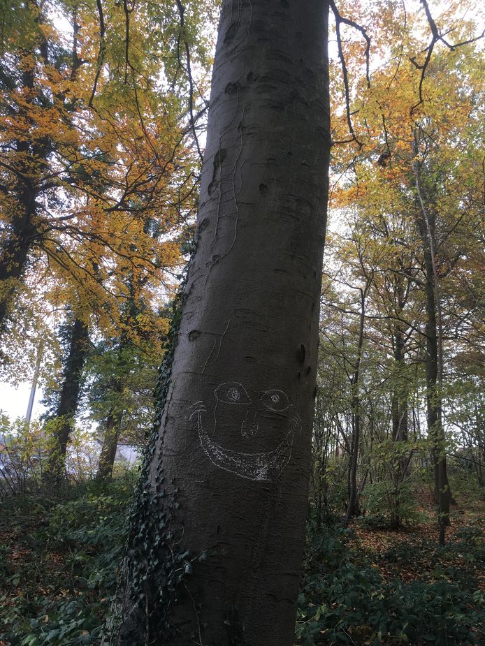 De bomen kunnen opnieuw lachen.