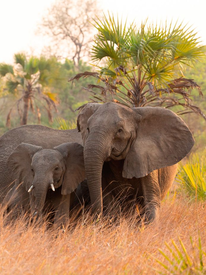 Un éléphant a piétiné à mort un braconnier présumé dans le parc national sud-africain Kruger en Afrique du Sud (photo prétexte).