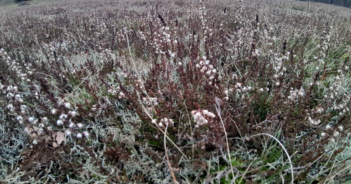 Bomen plat voor gevarieerde natuur rond Mander