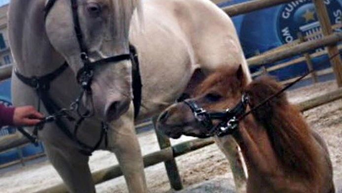 Derbevilletest chrysant Bij naam Kleinste paard ter wereld Charly komt naar Ahoy | Rotterdam | AD.nl