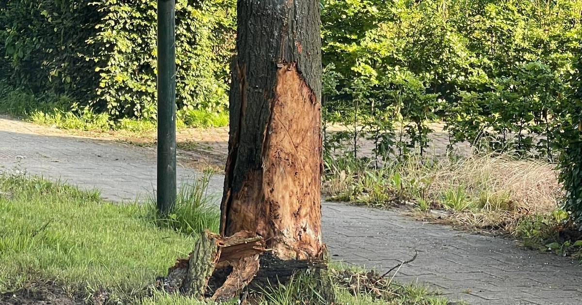 Automobilist raakt zwaargewond bij botsing tegen boom in Helvoirt.