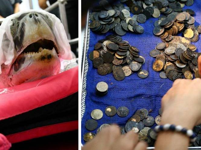 Zeeschildpad 'Spaarpot' slikte de gelukscenten van bezoekers natuurpark in: 915 munten operatief verwijderd