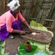 De ‘valse banaan’ zou hét perfecte wapen tegen de hongersnood in Afrika kunnen zijn