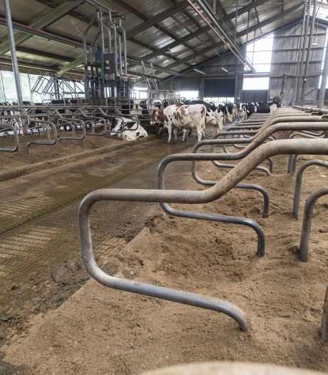 Nieuwe klap voor boeren: melkveehouders met innovatieve stal mogen van hoogste rechter niet uitbreiden