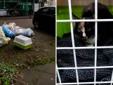 Katje tussen afval gedumpt in Kampen