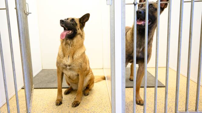 Hondenpensions bomvol dit jaar: ‘Je moet een jaar tevoren reserveren’