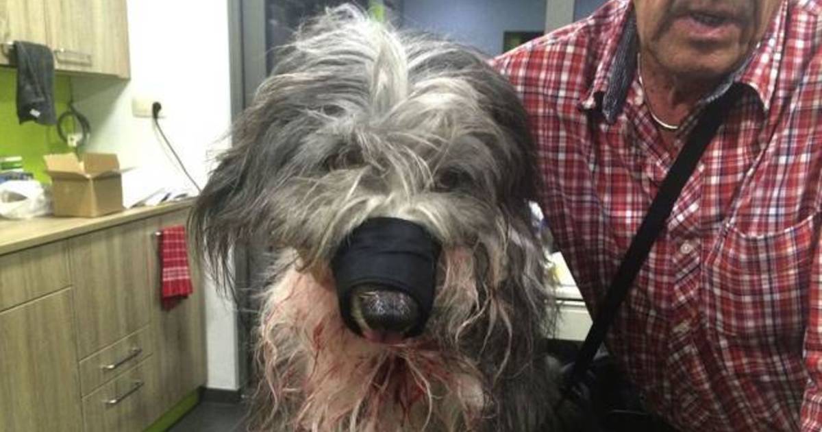 Man durft stadspark niet meer in nadat zijn hond door pitbull werd aangevallen Binnenland hln.be