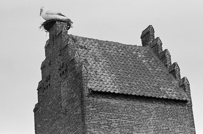 Nepooievaar op het oude nest op de Gevangentoren in Megen herinnert aan betere tijden