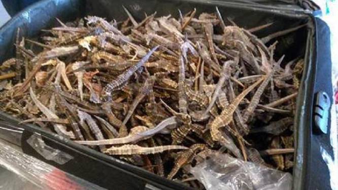 Vijftien maanden cel voor Chinezen die op Zaventem geklist werden met 2.063 zeepaardjes