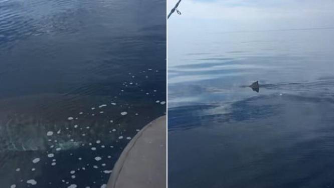 "Ik sta hier te trillen. Dat 'ding' is gigantisch": witte haai gijzelt vader en zoon in bootje