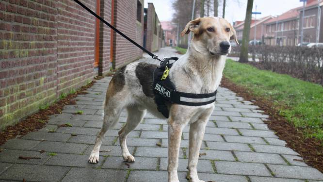 Dommel heeft zo zijn redenen om van vreemden afstand te willen houden