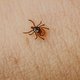 ‘Er bestaat nog het misverstand dat je een teek draaiend moet uittrekken’: zo bescherm je je wel tegen de ziekte van Lyme