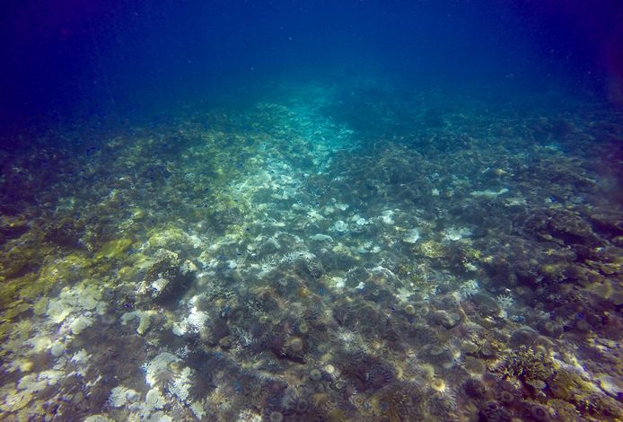 Koraaletende doornenkronen op Swain Reef, een onderdeel van het Great Barrier Reef.