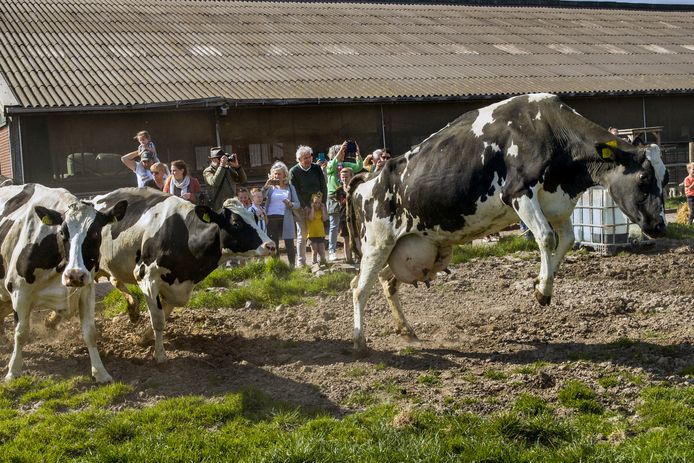 Bij boerderijwinkel Zevenbergen in Piershil gingen de staldeuren open: de leverde weer mooie plaatjes op.