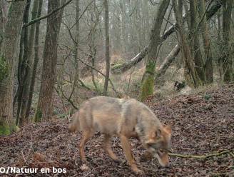 Demir sust: “Nog steeds maar één roedel wolven in Vlaanderen”