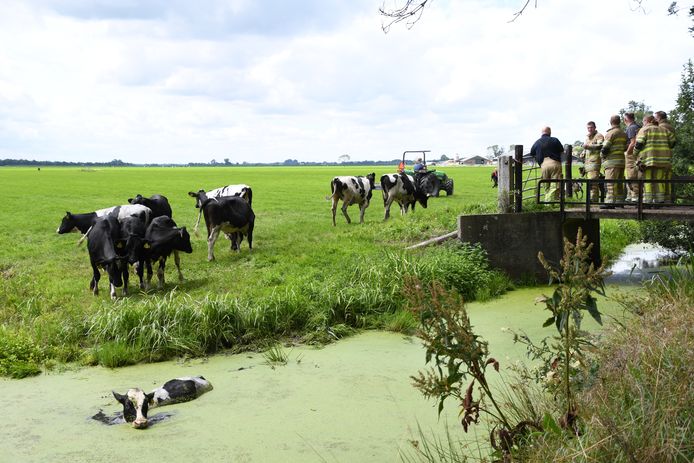 De brandweer is uitgerukt om te komen helpen, maar de koeien gaan continu opnieuw het water in.
