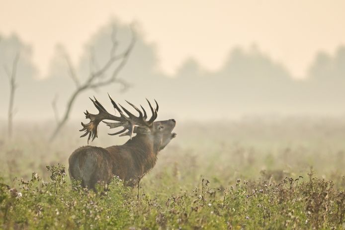 Burlend hert bij de Oostvaardersplassen.