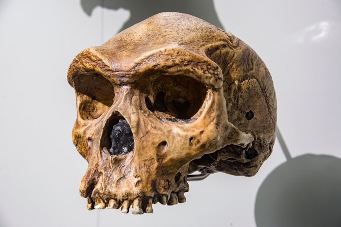 De Homo heidelbergensis ontstond door de existentiële druk op de kleine populatie.