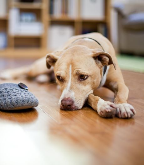 Les chiens seraient capables de déceler les infidèles grâce à leur odorat
