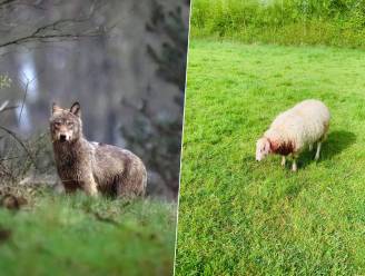 Heeft wolf 18 schapen gedood in en om Hasselt? “Die bijtwonden... Het is vreemd”