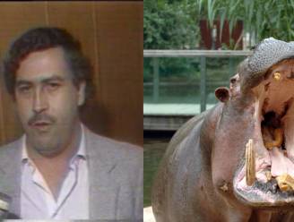 Colombia steriliseert nijlpaarden van beruchte drugsbaron Pablo Escobar