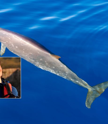 Fleur Visser doet onderzoek naar onbekende dolfijnsoorten: ‘Schuwe dieren’
