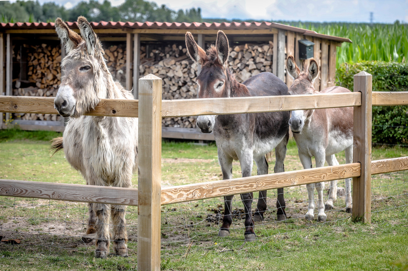 Romy (35) en Nicolas (42) organiseren wandelingen met ezels: “Hoe meer ...