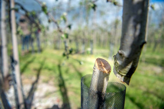 Na boomgaarden in Boven-Leeuwen en Horssen - in respectievelijk april en juni - zijn nu fruitboompjes aan de Dijkgraaf De Leeuwweg op de grens van Altforst en Maasbommel omgezaagd.