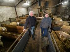 Wolf houdt huis in omgeving Klarenbeek: 'De blik op het doodgebeten schaap ging door merg en been’